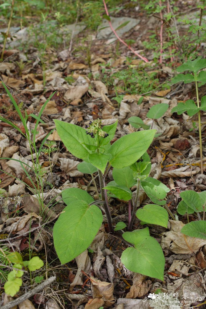 心叶琉璃草Cynoglossum triste