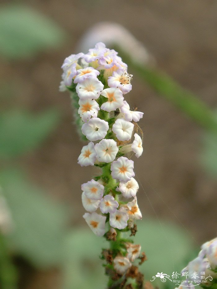 大尾摇Heliotropium indicum