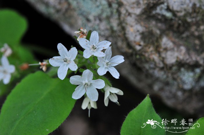 浙赣车前紫草Sinojohnstonia chekiangensis