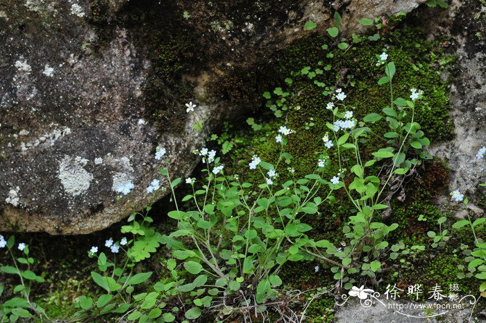 秦岭附地菜Trigonotis giraldii