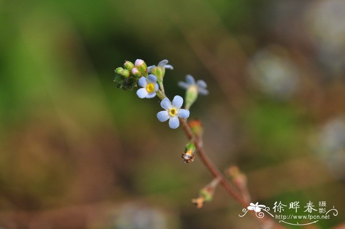 附地菜Trigonotis peduncularis