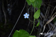 北附地菜Trigonotis radicans