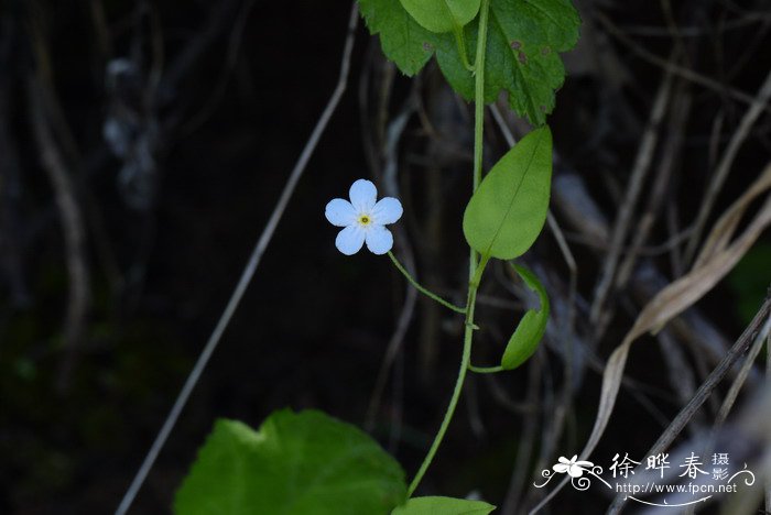 北附地菜Trigonotis radicans