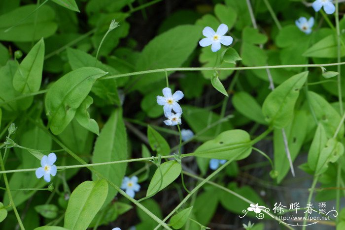 北附地菜Trigonotis radicans