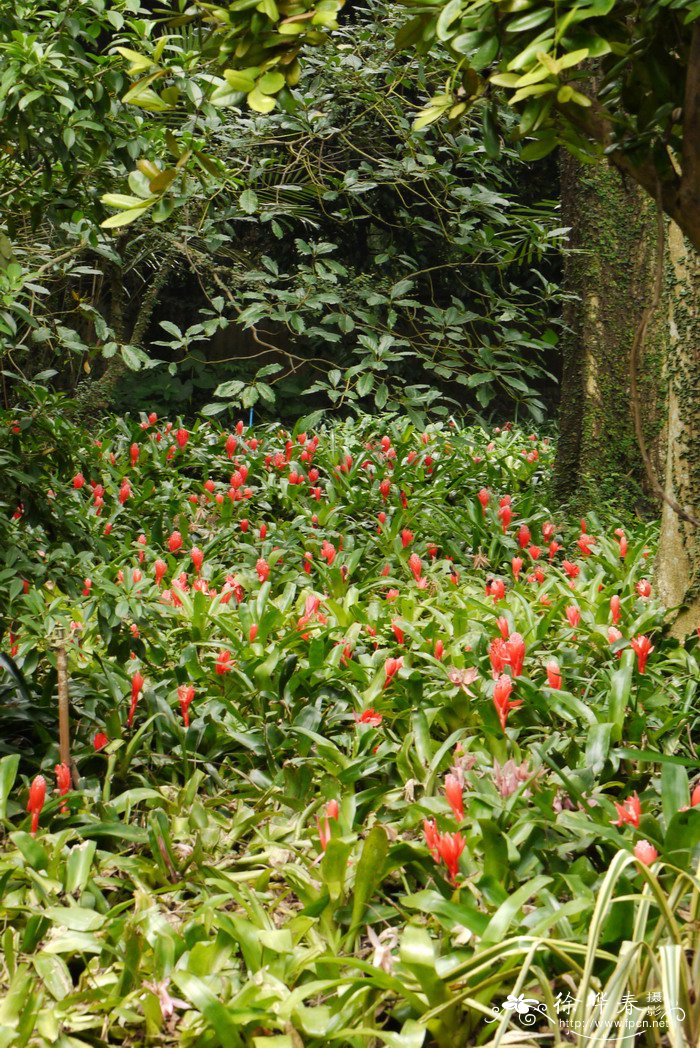 水塔花凤梨Billbergia pyramidalis