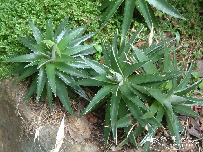 小雀舌兰Dyckia brevifolia