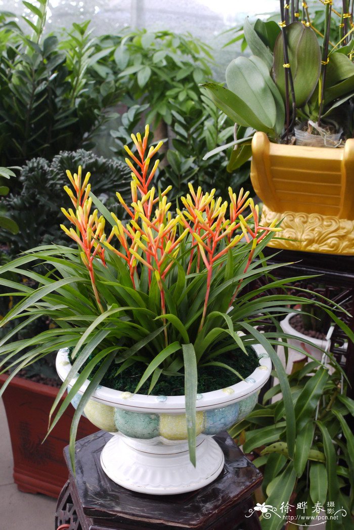 双色喜炮凤梨Guzmania 'Major'