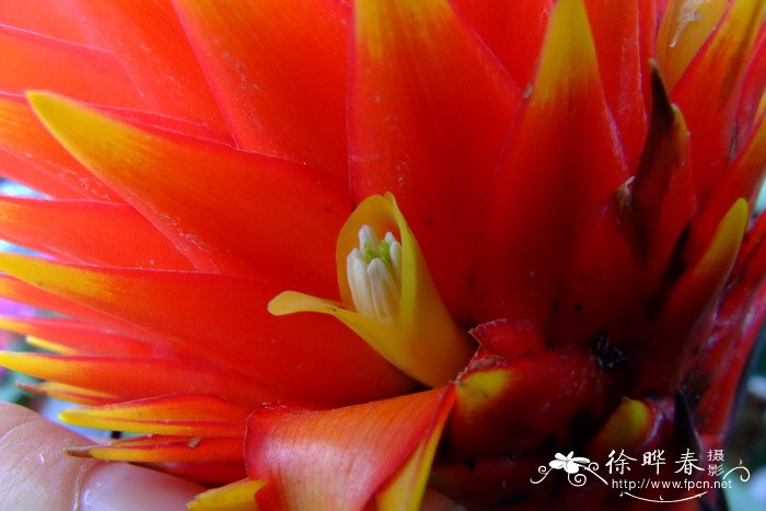  圆锥凤梨Guzmania conifera