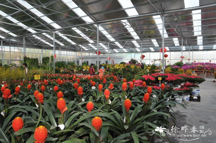  圆锥凤梨Guzmania conifera