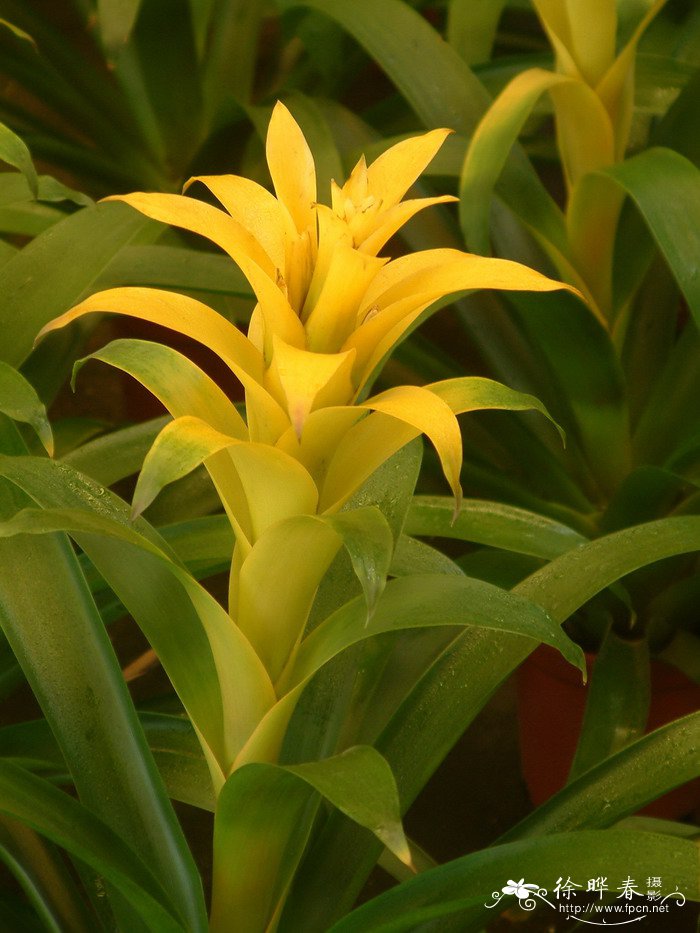 星花凤梨Guzmania lingulata