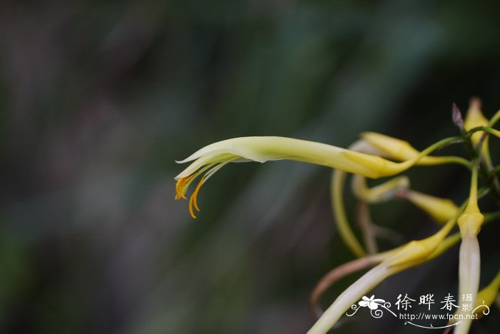 黄花草凤梨Pitcairnia xanthocalyx