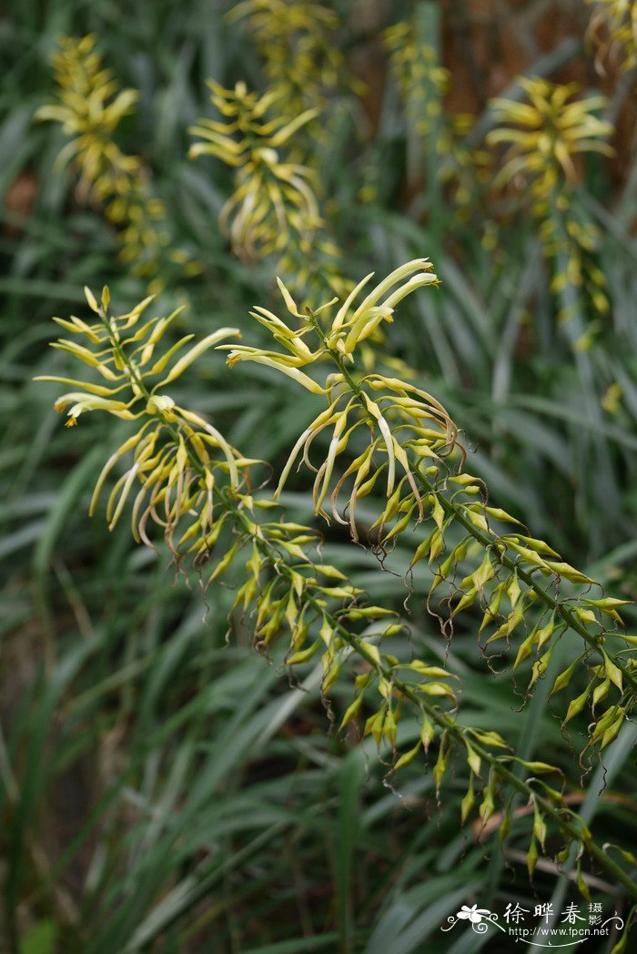 黄花草凤梨Pitcairnia xanthocalyx