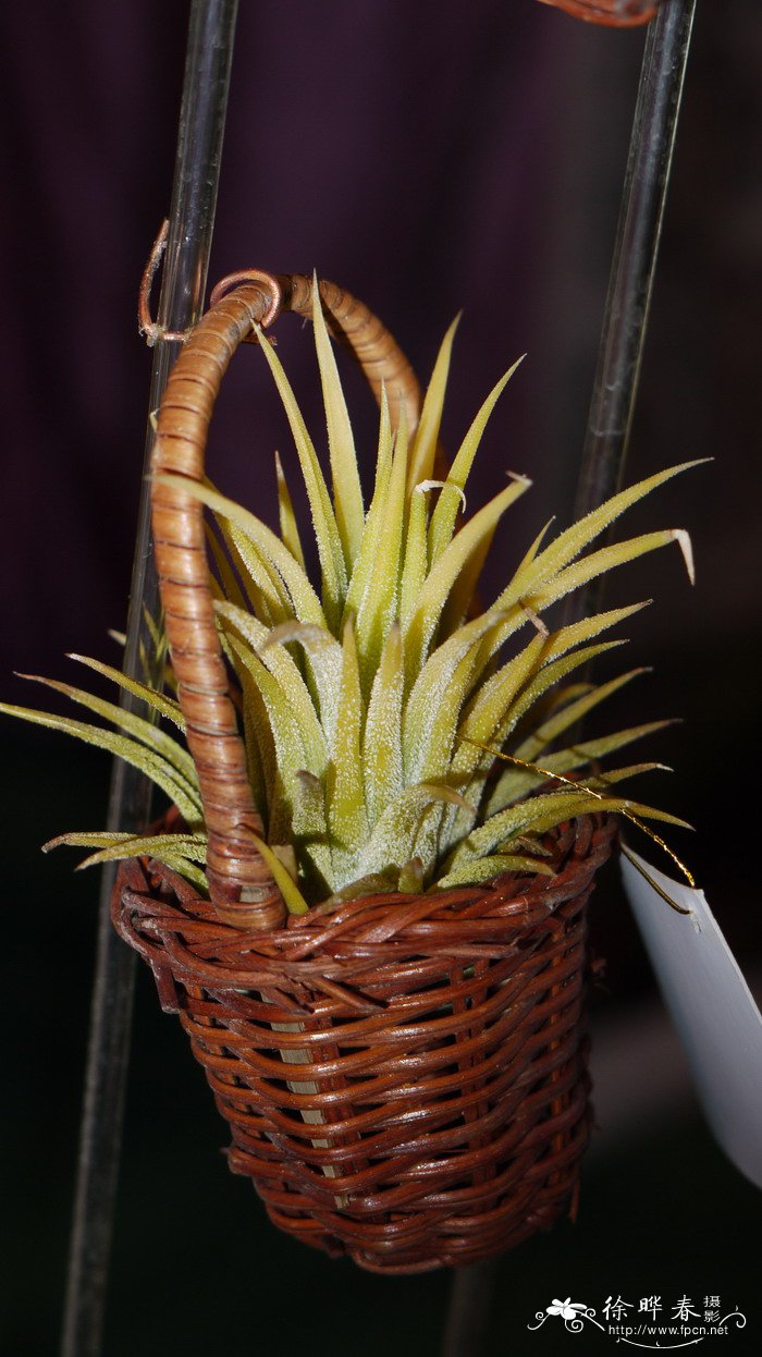 阿比诺铁兰Tillandsia albida