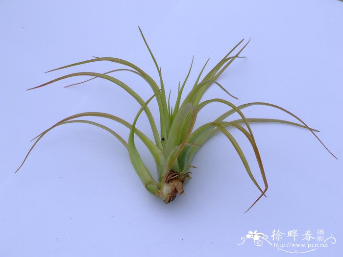 贝可利铁兰Tillandsia brachycaulos