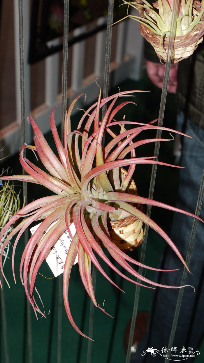 贝可利铁兰Tillandsia brachycaulos