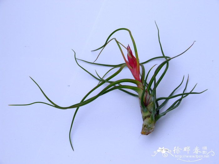 小蝴蝶铁兰Tillandsia bulbosa