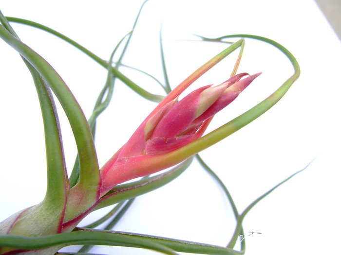 小蝴蝶铁兰Tillandsia bulbosa