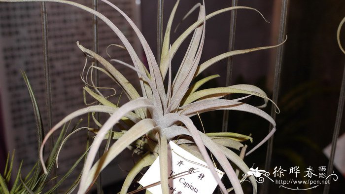 卡比它凤梨Tillandsia capitata ‘Doming’