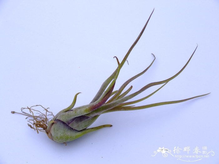 火银章铁兰Tillandsia caput-medusae