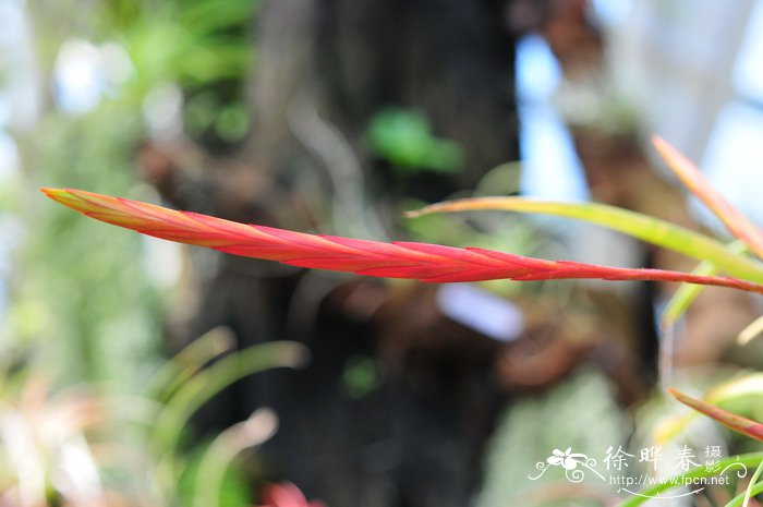加德花铁兰Tillandsia carlsoniae