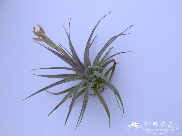 休斯顿铁兰Tillandsia Houston