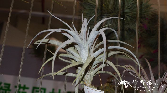 哈里斯铁兰Tillandsia harrisii