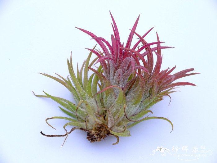 丛生小精灵凤梨Tillandsia ionantha ‘Cluster’