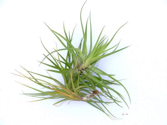  蒙大拿凤梨Tillandsia montana