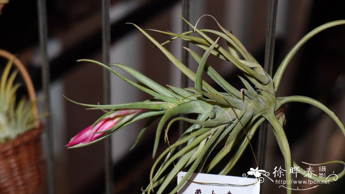  蒙大拿凤梨Tillandsia montana