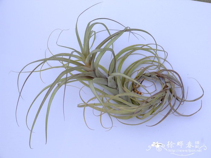 开罗斯铁兰Tillandsia queroensis