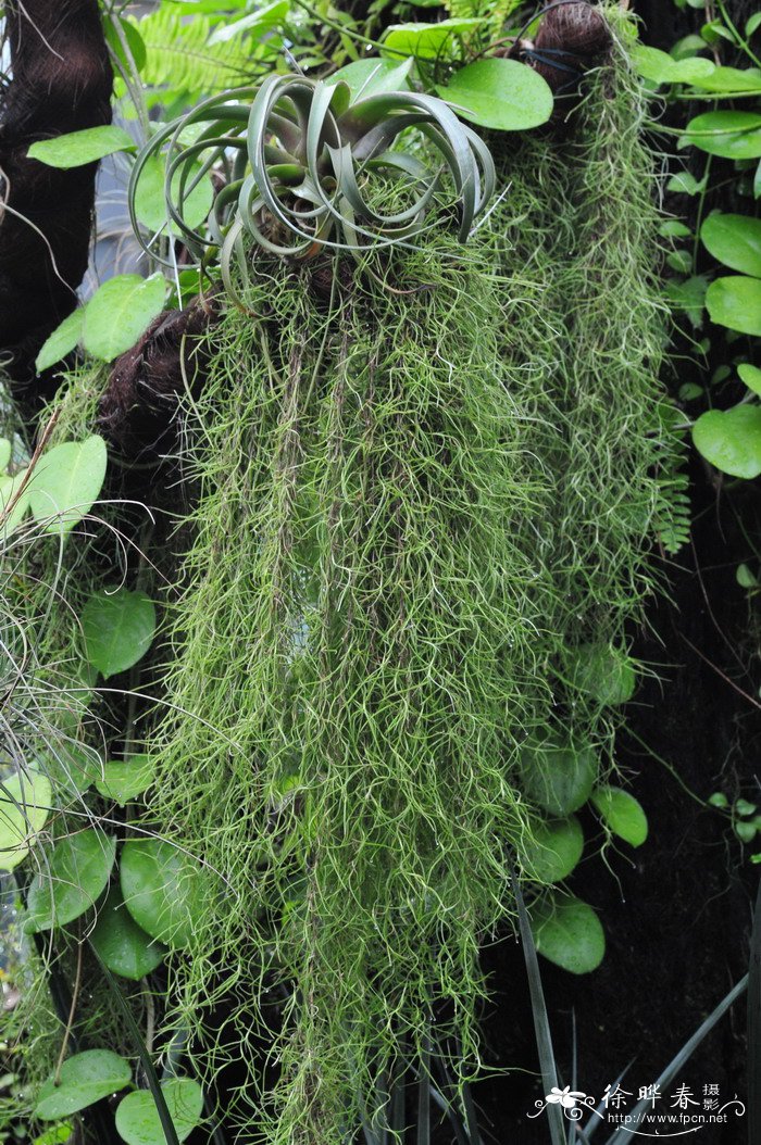 松萝凤梨tillandsiausneoides