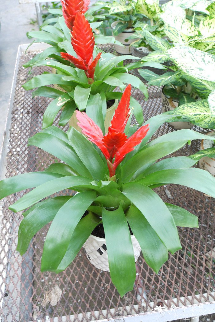 莺歌凤梨Vriesea carinata