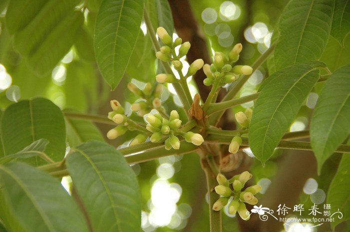 三角榄Canarium bengalense