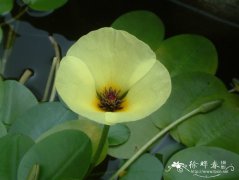 水金英Hydrocleys nymphoides