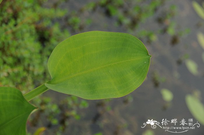 黄花蔺Limnocharis flava