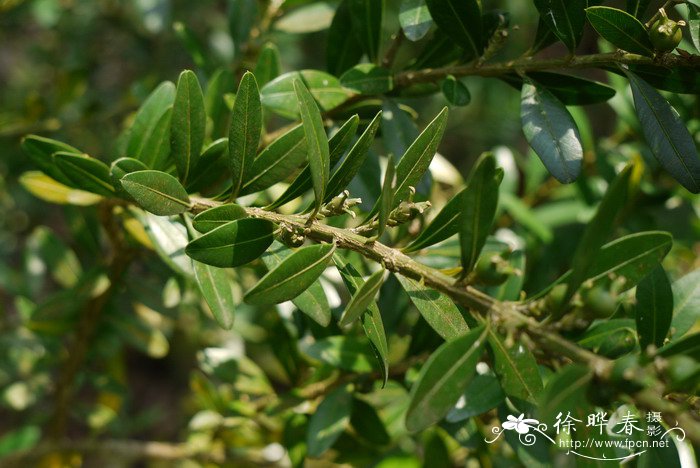 河滩黄杨Buxus austro-yunnanensis
