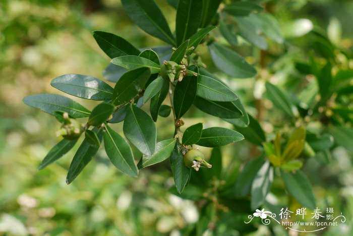 河滩黄杨Buxus austro-yunnanensis