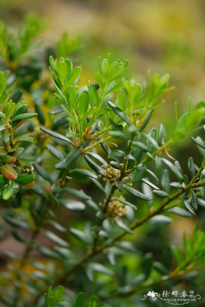 潮安黄杨Buxus chaoanensis