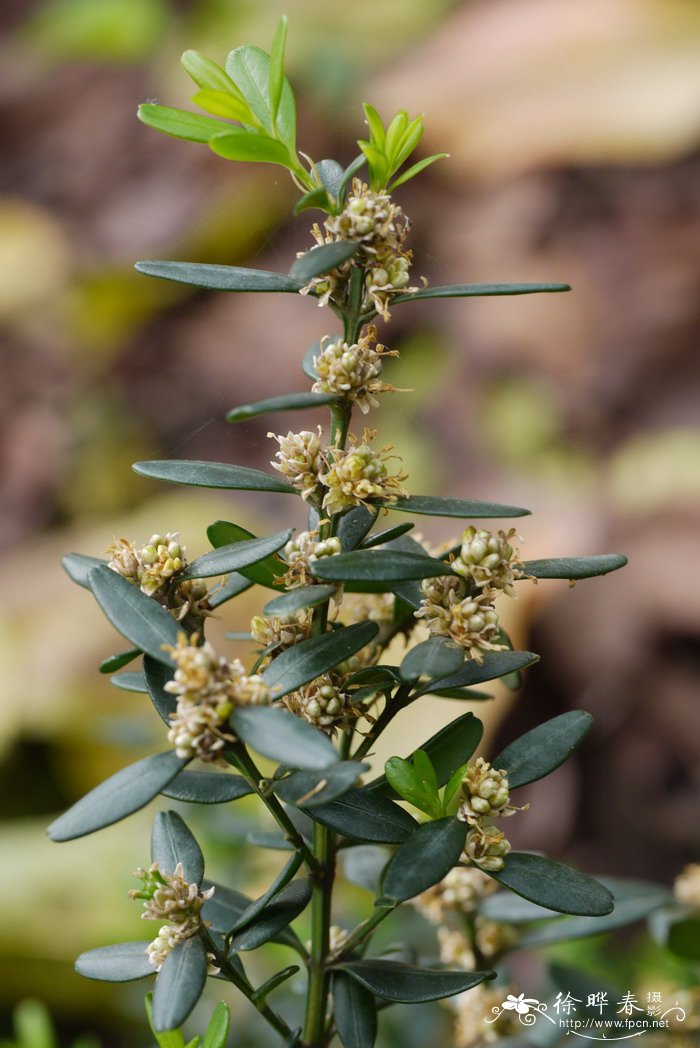潮安黄杨Buxus chaoanensis