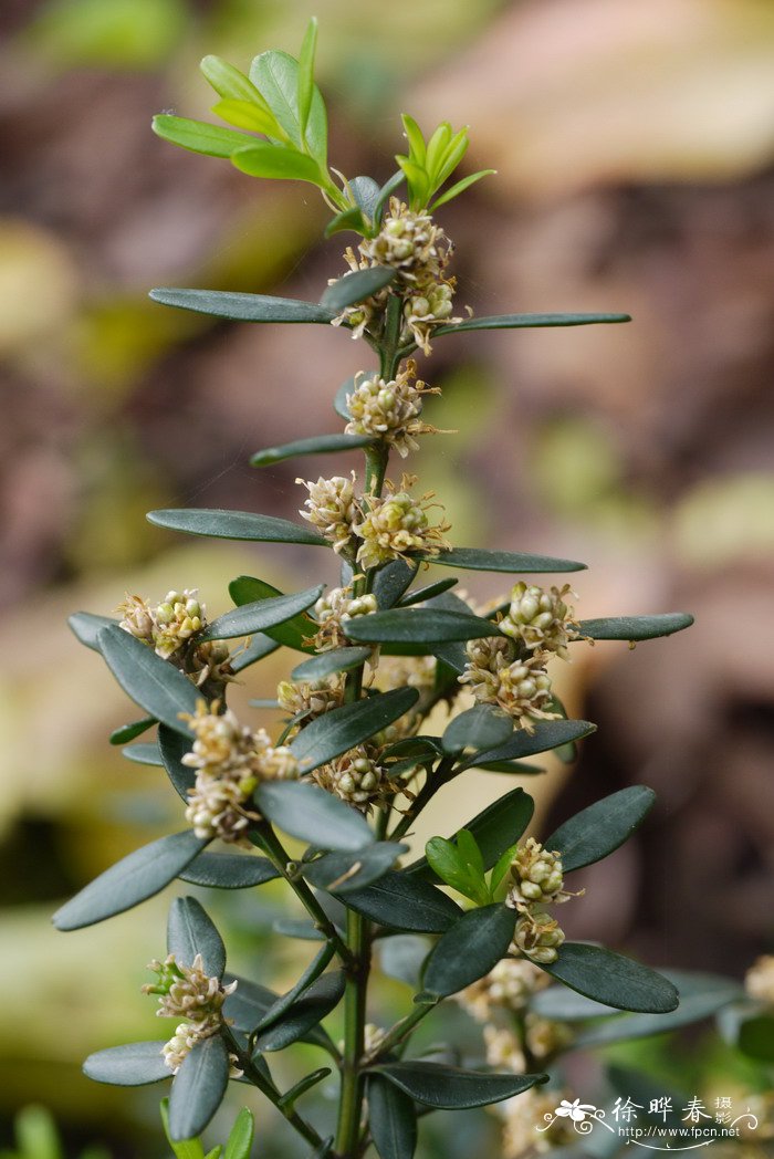 潮安黄杨Buxus chaoanensis