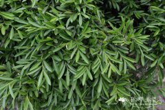 雀舌黄杨Buxus harlandii