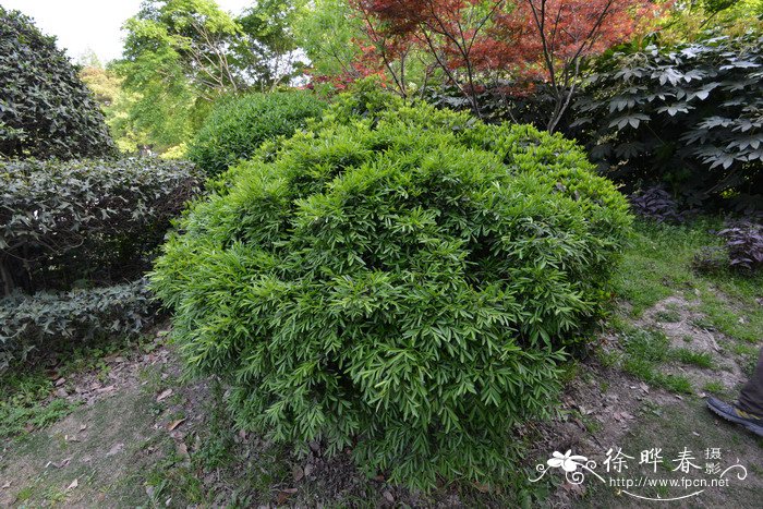 雀舌黄杨Buxus harlandii