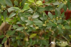 大叶黄杨Buxus megistophylla