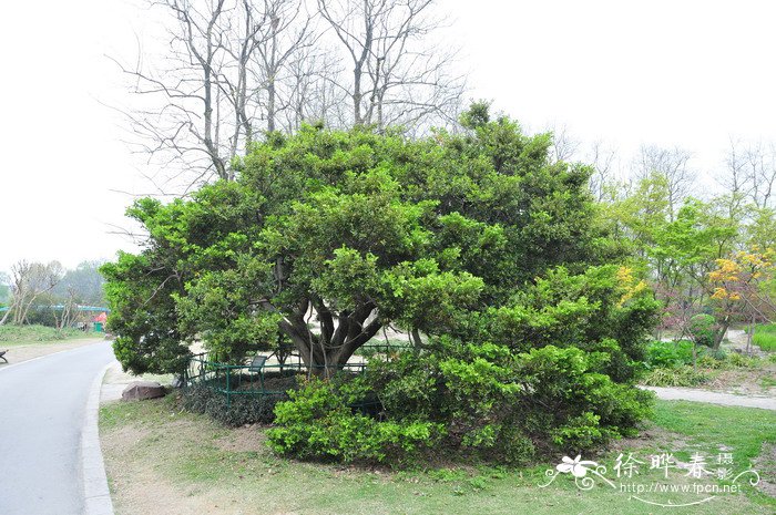 黄杨Buxus sinica