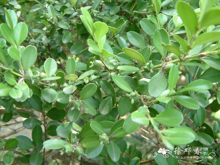 黄杨Buxus sinica