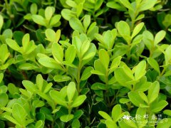 日本黄杨Buxus microphylla
