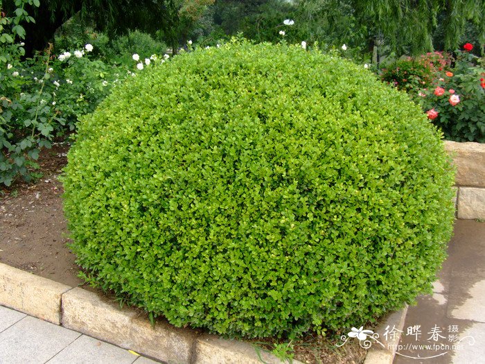 日本黄杨Buxus microphylla