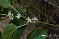 板凳果Pachysandra axillaris