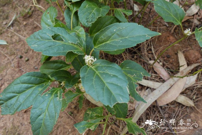 板凳果Pachysandra axillaris