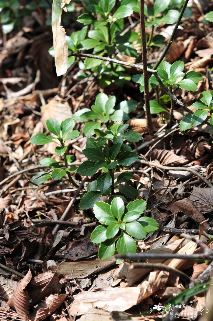 顶花板凳果Pachysandra terminalis